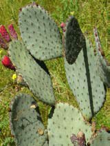 Opuntia basilaris