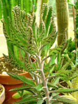 Kalanchoe diagremontiana