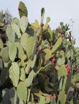 Opuntia ficus indica