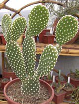 Opuntia microdasys