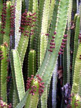 Euphorbia canariensis