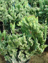 Euphorbia lactea cristata