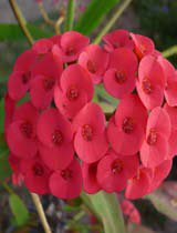 Euphorbia milii