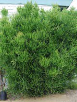 Euphorbia tirucalli