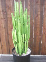 Euphorbia trigona