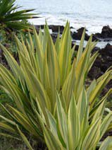 Furcraea foetida