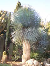 Yucca rostrata