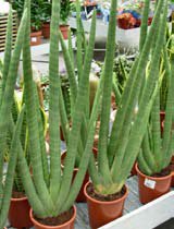 Sansevieria cylindrica