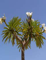Pachypodium lamerei