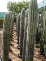 Pachycereus pringlei