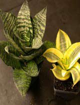 Sansevieria hanii