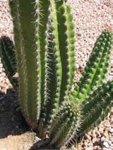 Stenocereus thurberi