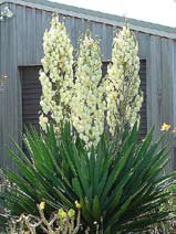 Yucca aloifolia