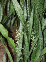 Sansevieria trifasciata