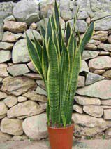 Sansevieria laurentii