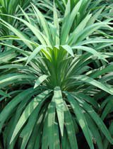 Yucca filamentosa