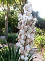 Yucca gloriosa