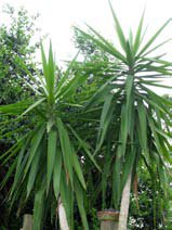 Yucca elephantipes