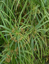 Cyperus alternifolius