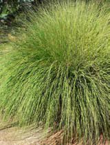 Muhlenbergia rigens