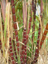 Saccharum officinarum