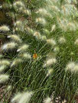 Pennisetum alopecuroides