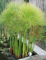 Cyperus papyrus