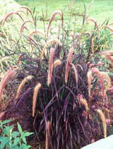 Pennisetum rubrum