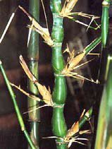 Bambusa ventricosa