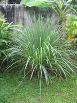 Cymbopogon citratus