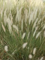 Pennisetum setaceum