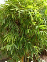 Bambusa vulgaris