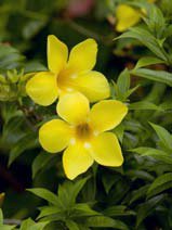 Allamanda cathartica