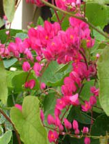Antigonon leptopus