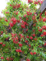 Quisqualis indica