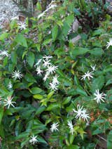 Jasminum nitidum