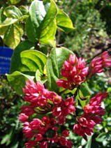 Clerodendron splendens