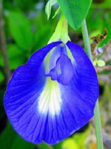 Clitoria ternatea
