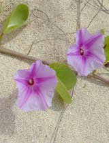 Ipomea pes caprae