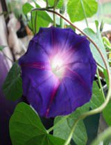 Ipomea purpurea