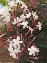 Jasminum polyanthum