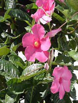 Mandevilla splendens