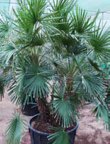 Palms — Multi-trunk — wholesale supply at Hadiqat Group