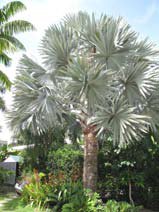 Bismarck Palm — Bismarckia nobilis — Hadiqat Group