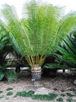 Cycads — wholesale supply at Hadiqat Group