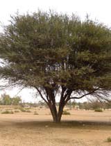 Umbrella Thorn Acacia — Acacia tortilis — Hadiqat Group