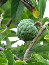 Fruit Trees — wholesale supply at Hadiqat Group