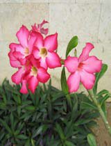 Desert Rose — Adenium obesum — Hadiqat Group