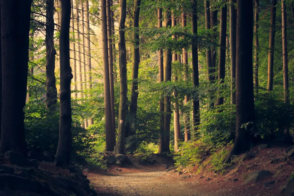 Forestry Trees — wholesale supply at Hadiqat Group