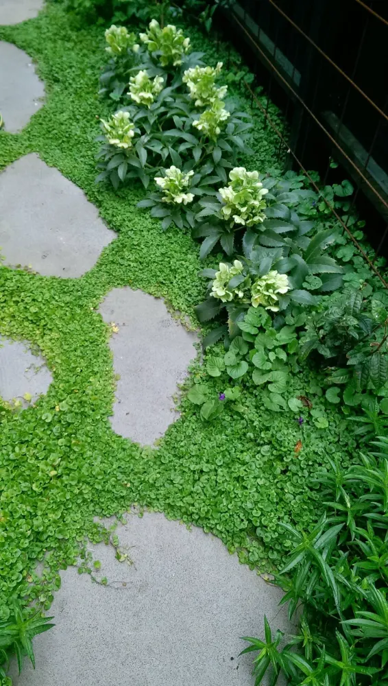 Ground Covers — wholesale supply at Hadiqat Group